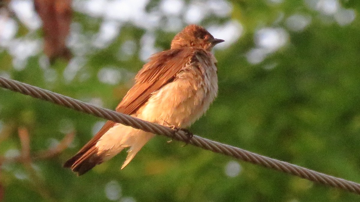 Northern Rough-winged Swallow - ML99380201