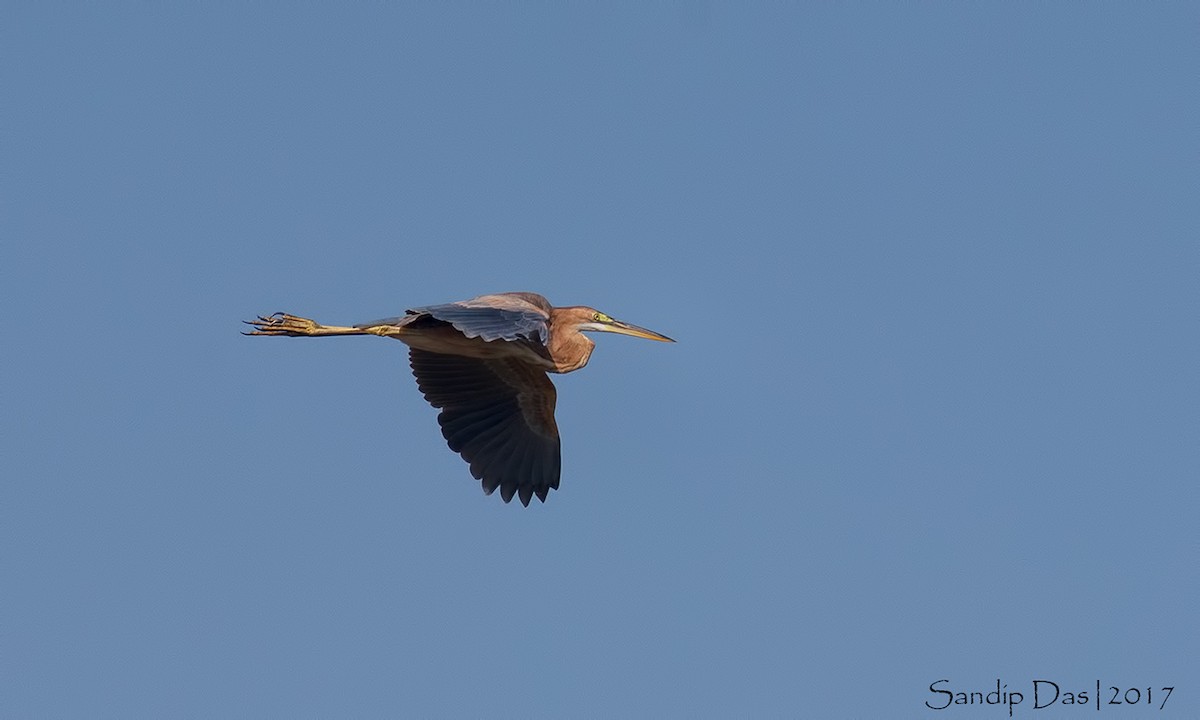 Purple Heron - Sandip Das