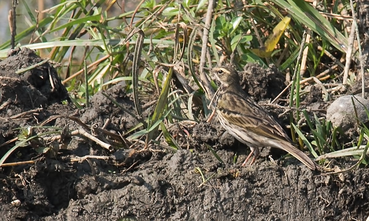 Rosy Pipit - ML99380591