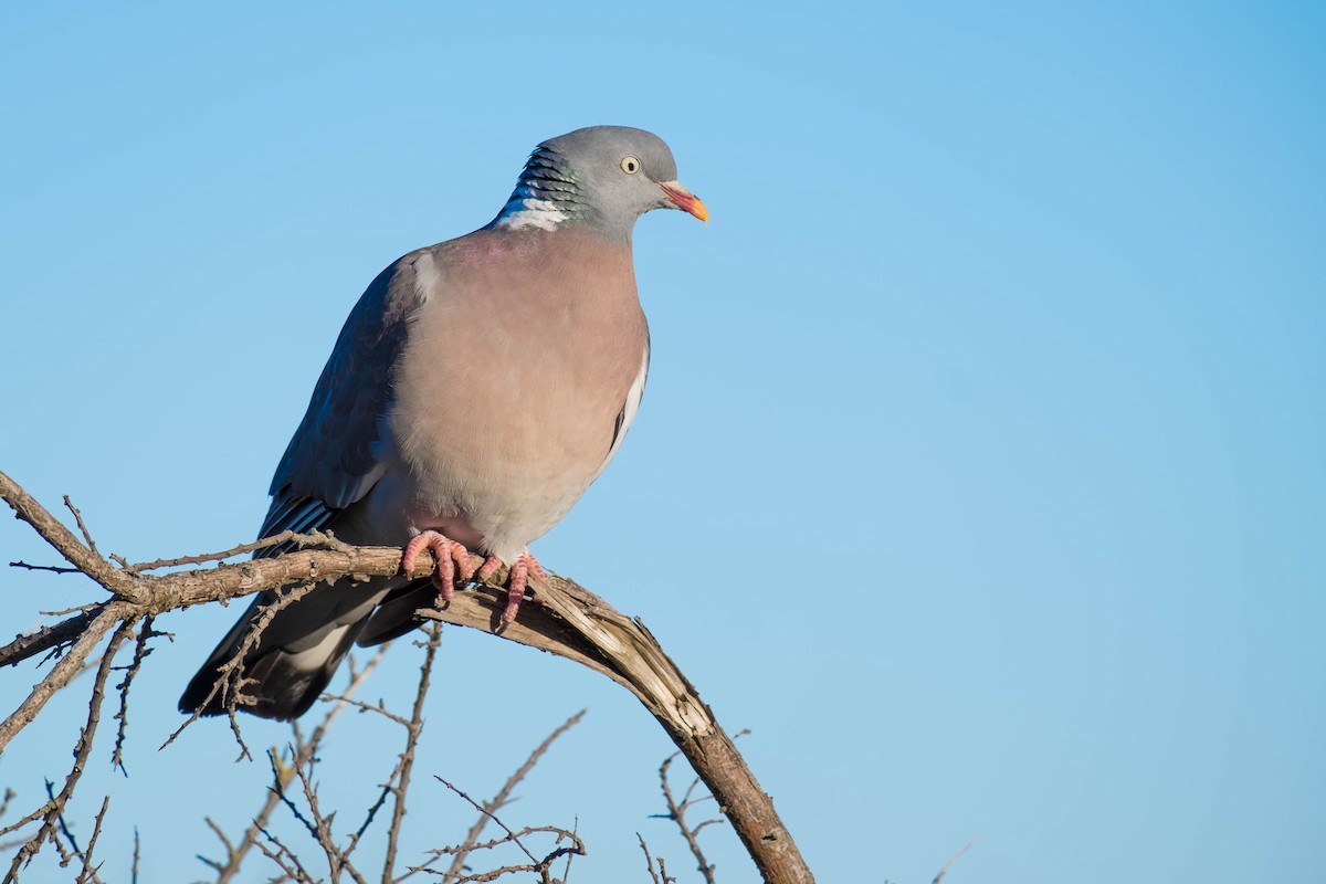 Common Wood-Pigeon - ML99380871
