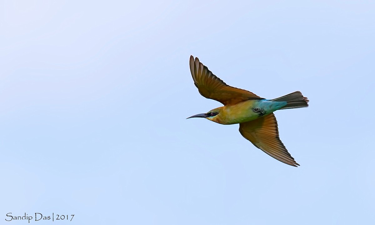 Blue-tailed Bee-eater - ML99382261
