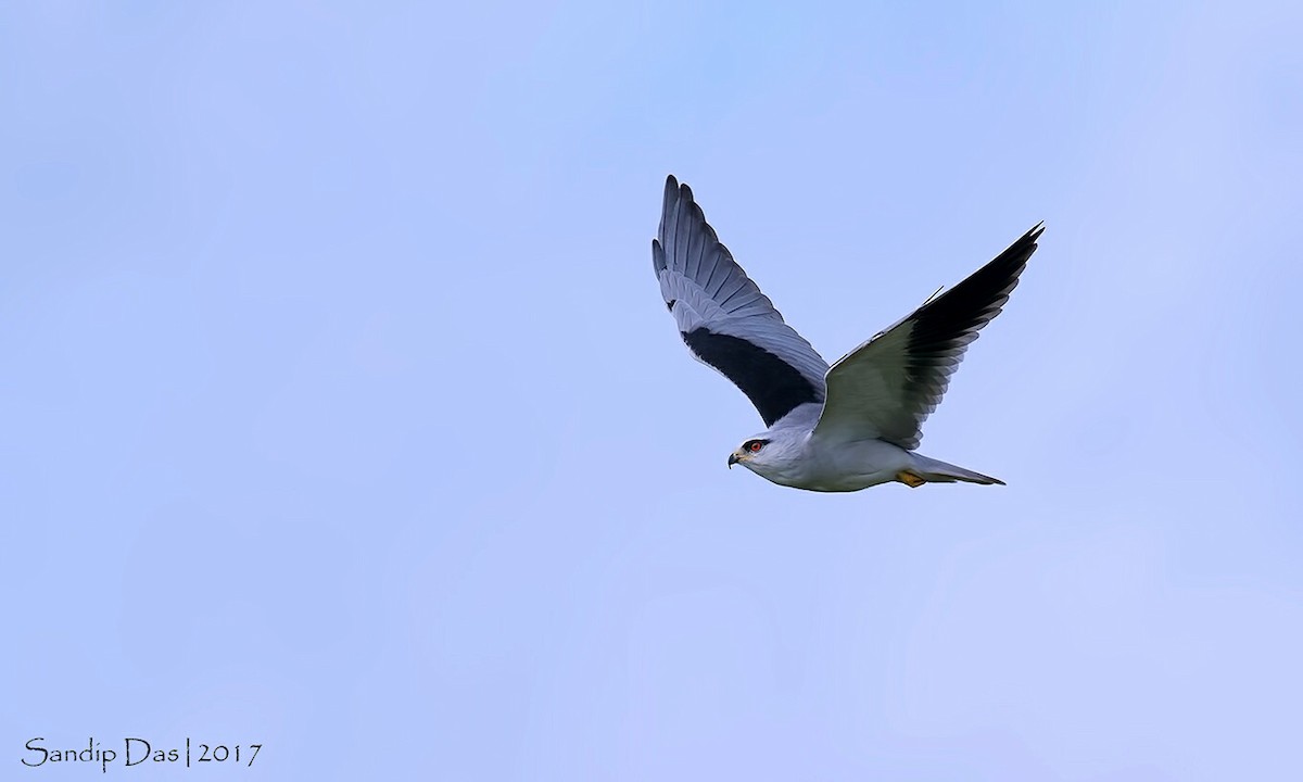 Black-winged Kite - Sandip Das
