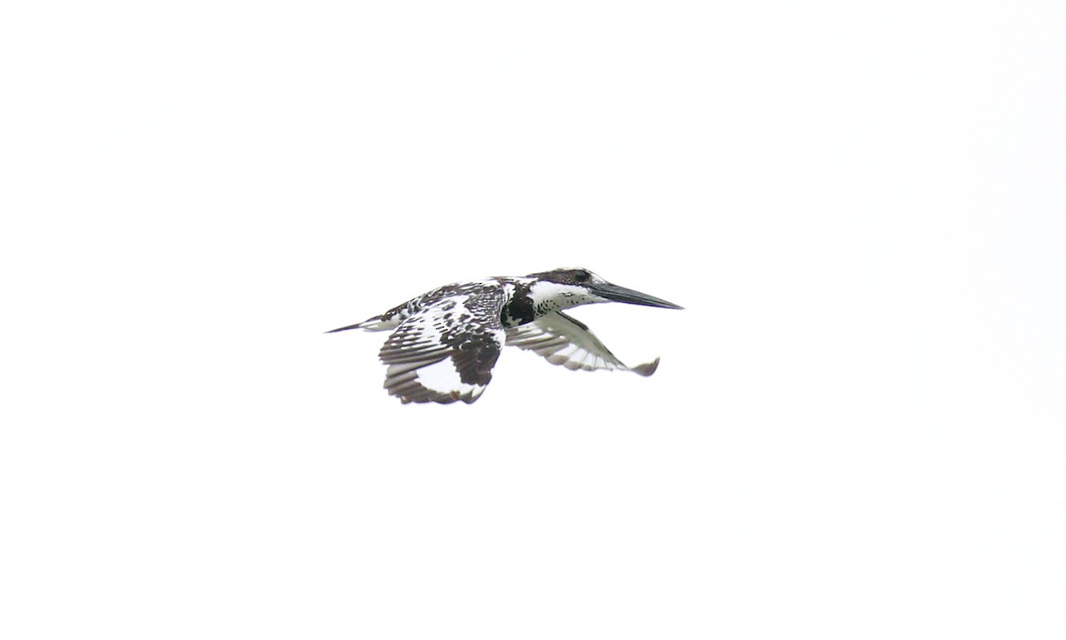 Pied Kingfisher - ML99383611