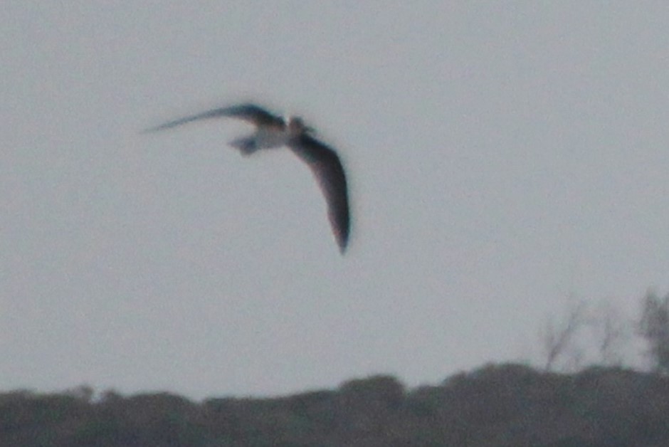 Black Tern (Eurasian) - ML99384401