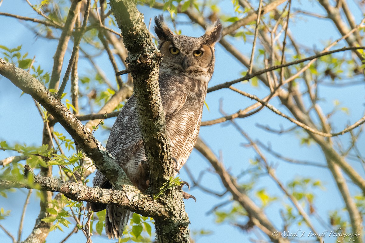 Great Horned Owl - ML99385061