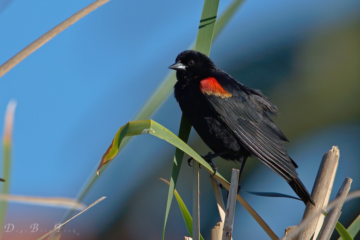 Red-winged Blackbird - ML99386601