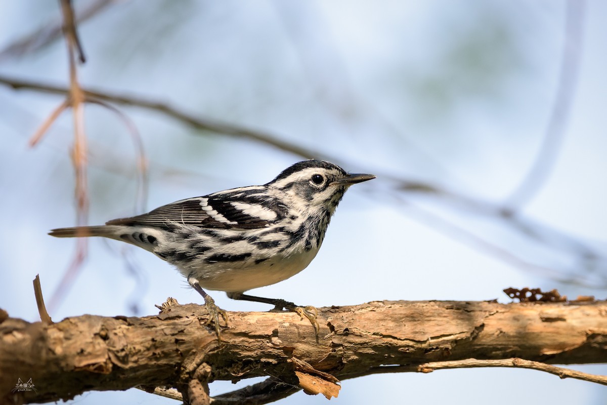 Black-and-white Warbler - Daniel Grossi