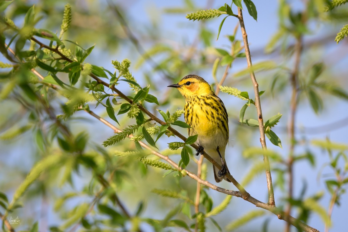 Cape May Warbler - ML99390131