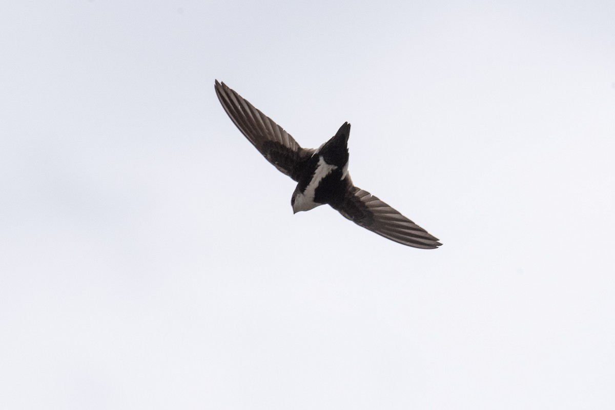 White-throated Swift - Lyle Grisedale