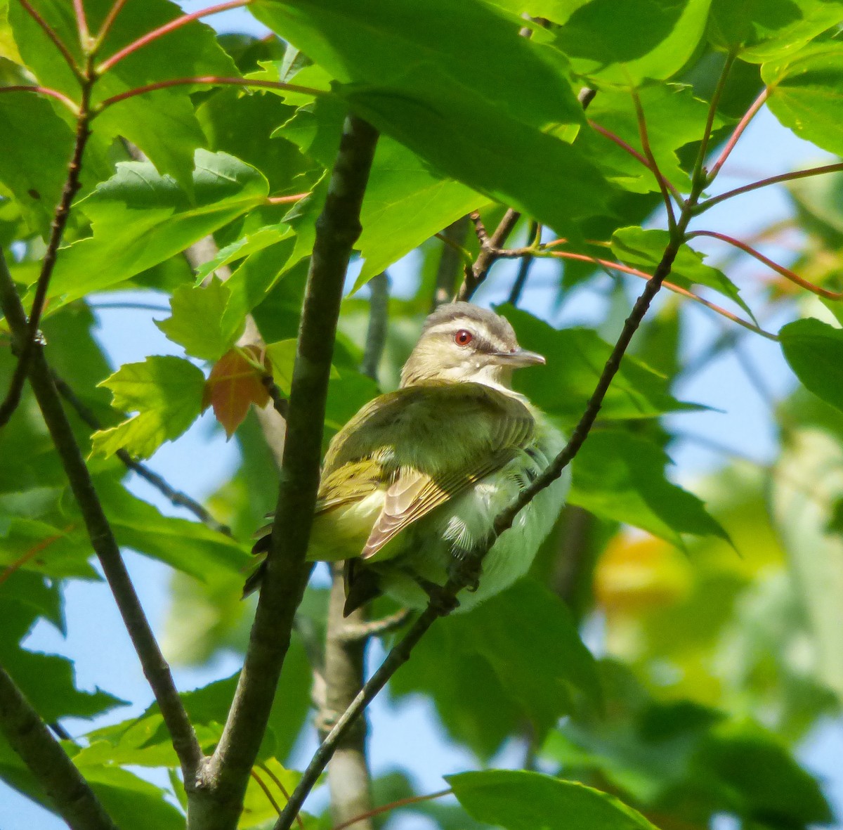 Red-eyed Vireo - Dave Hart