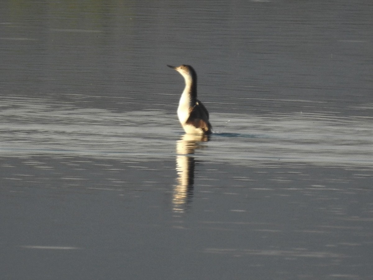Red-throated Loon - ML99402071