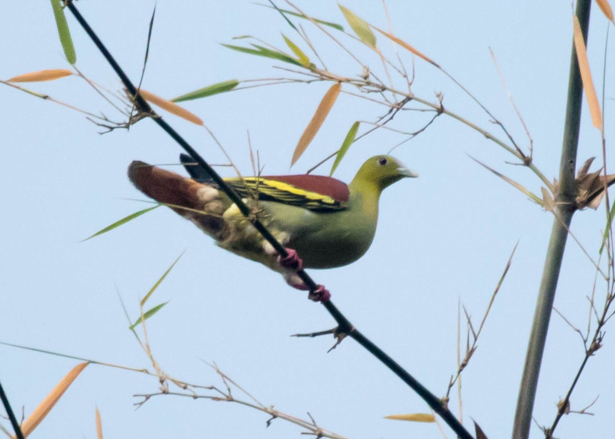 Thick-billed Green-Pigeon - ML99406851