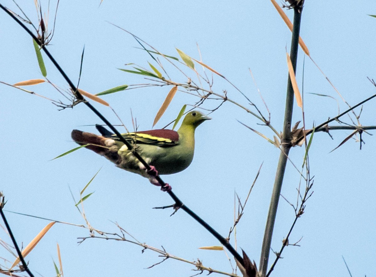 Thick-billed Green-Pigeon - ML99406861