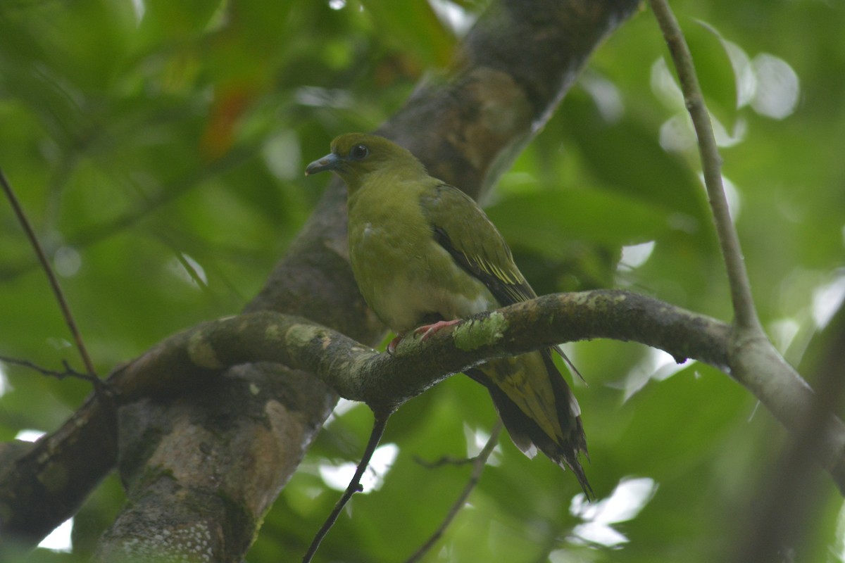 Yellow-vented Green-Pigeon - ML99407231