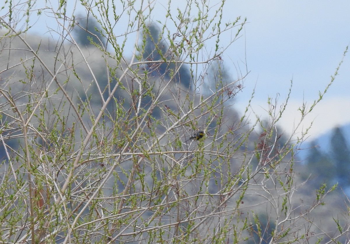 lesňáček žlutoskvrnný (ssp. auduboni) - ML99408421