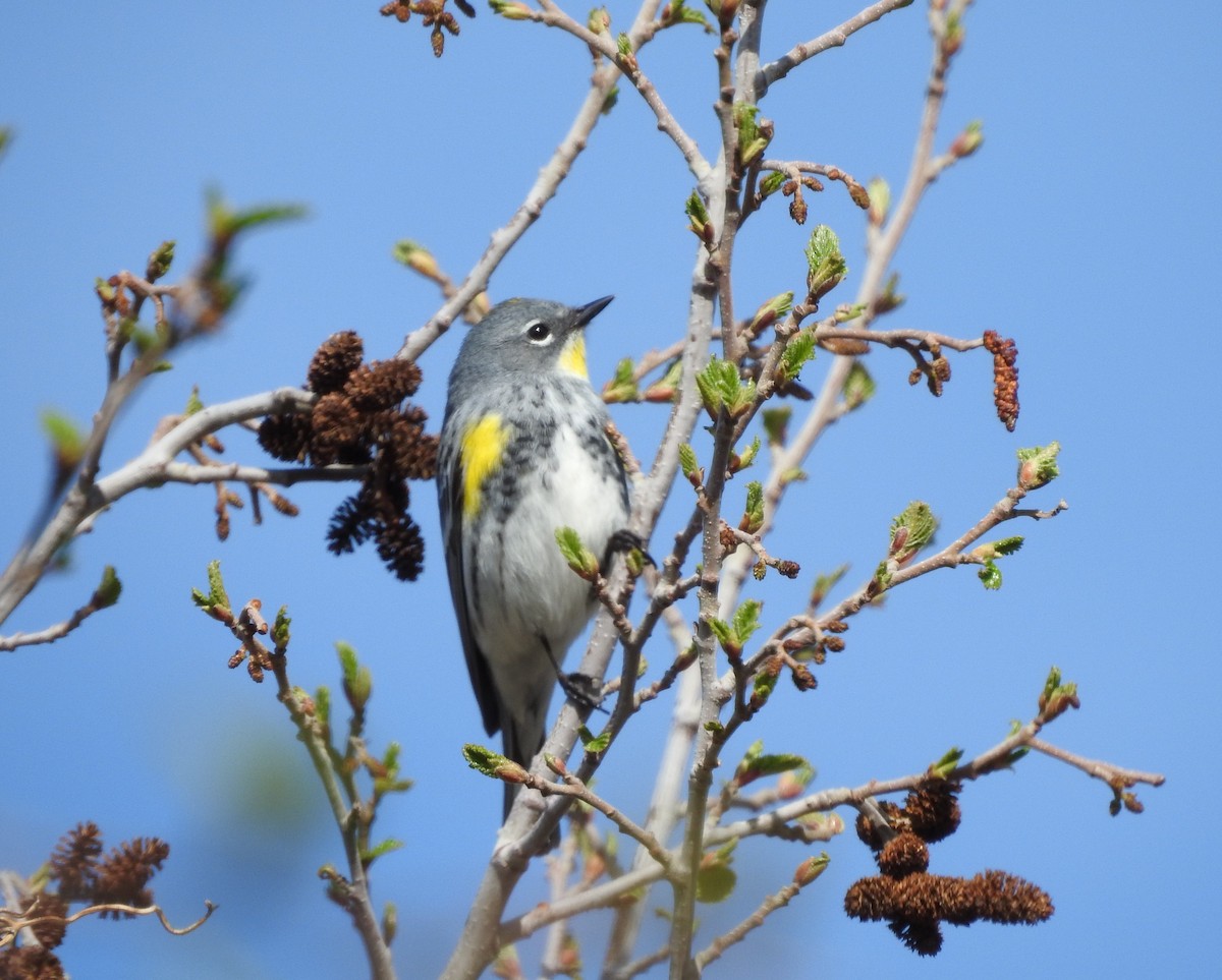 Yellow-rumped Warbler (Audubon's) - ML99408431