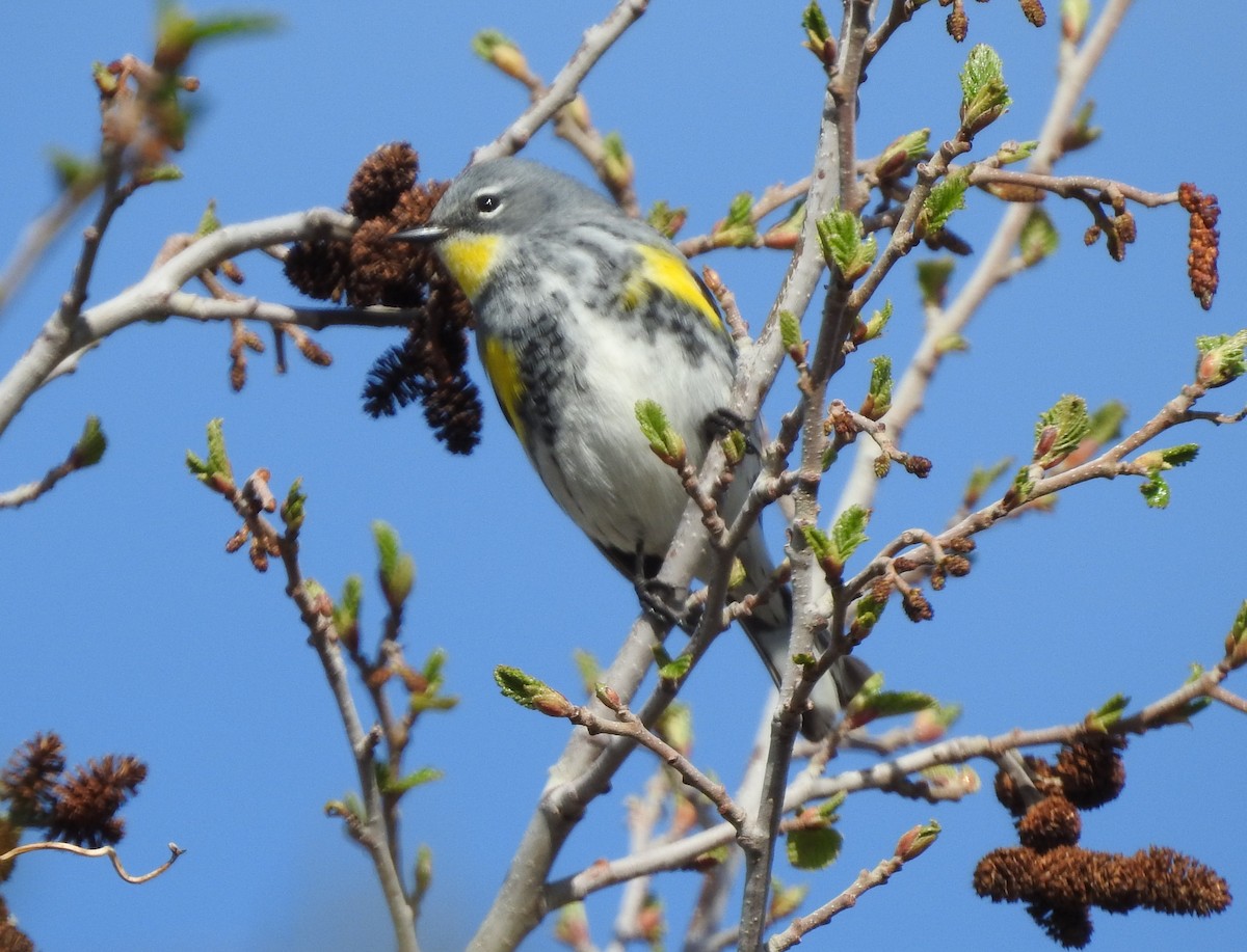 Yellow-rumped Warbler (Audubon's) - ML99408441