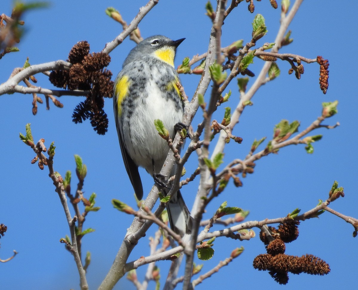 Yellow-rumped Warbler (Audubon's) - ML99408461