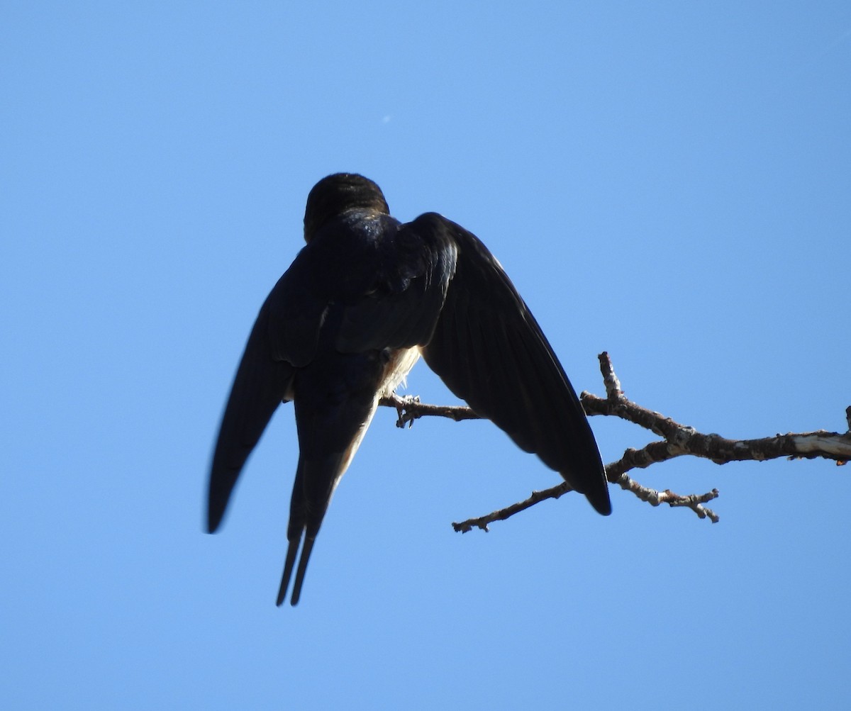 Barn Swallow - ML99408821