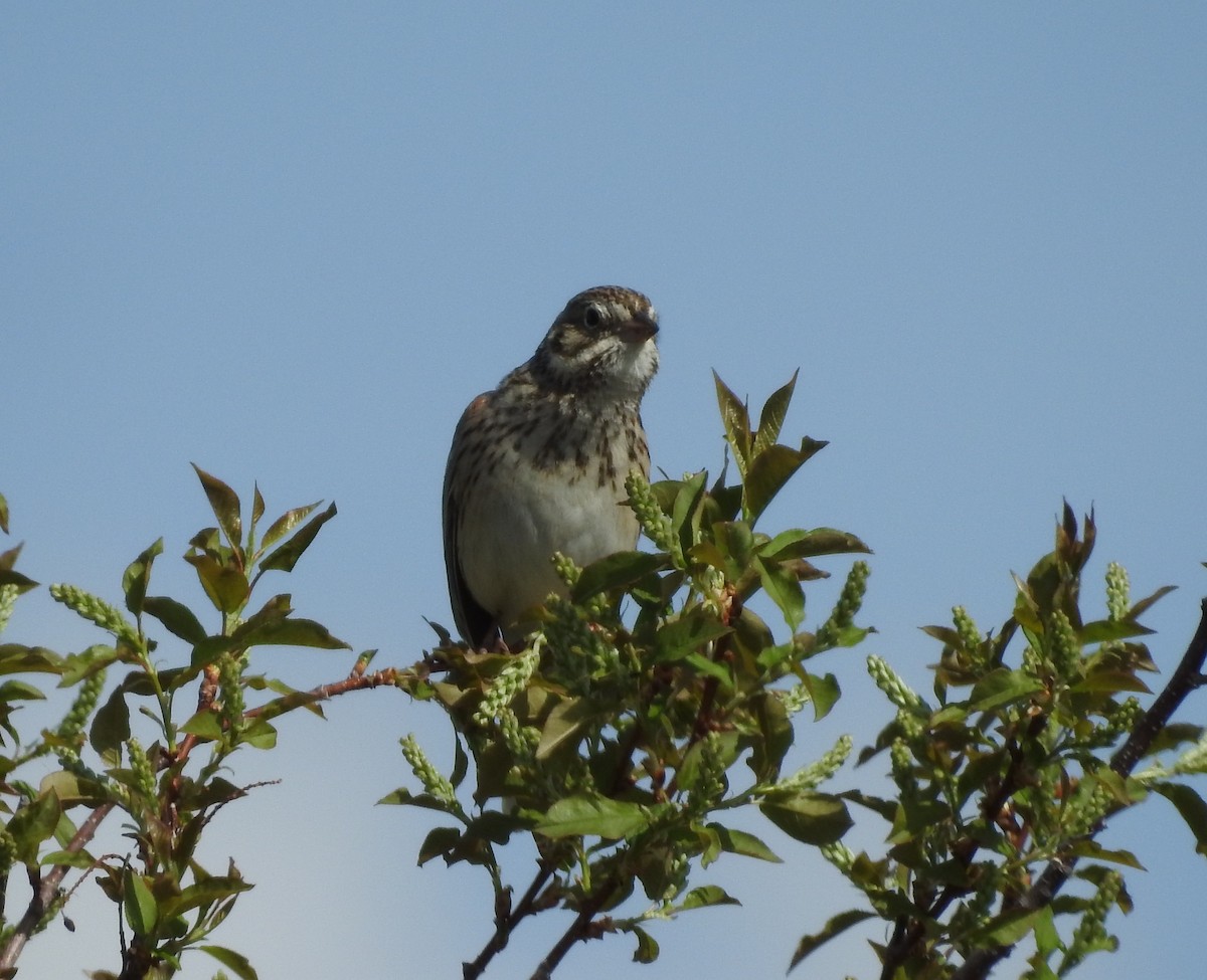 Vesper Sparrow - ML99410271