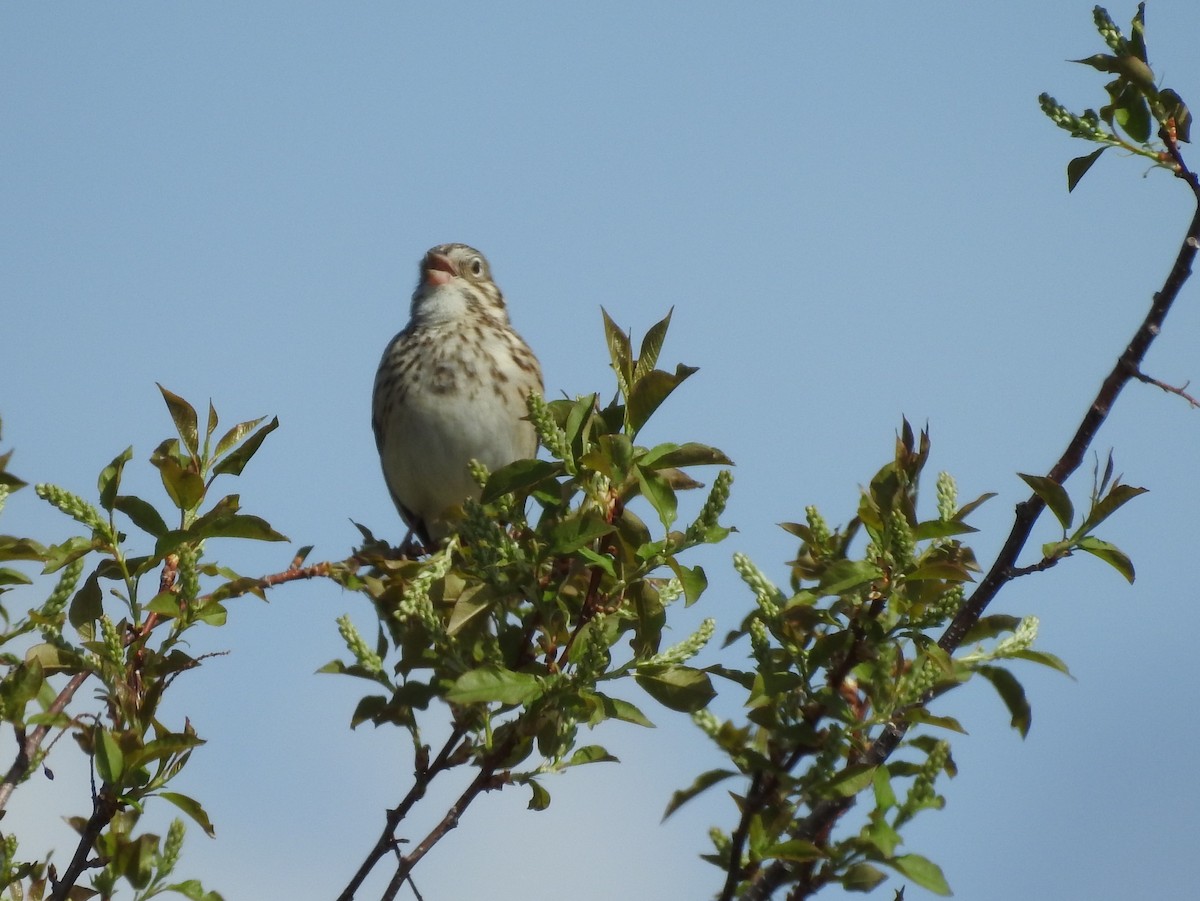 Vesper Sparrow - ML99410281