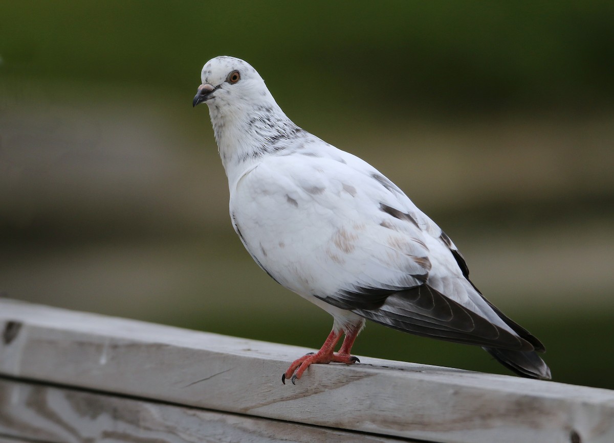 Rock Pigeon (Feral Pigeon) - ML99410811