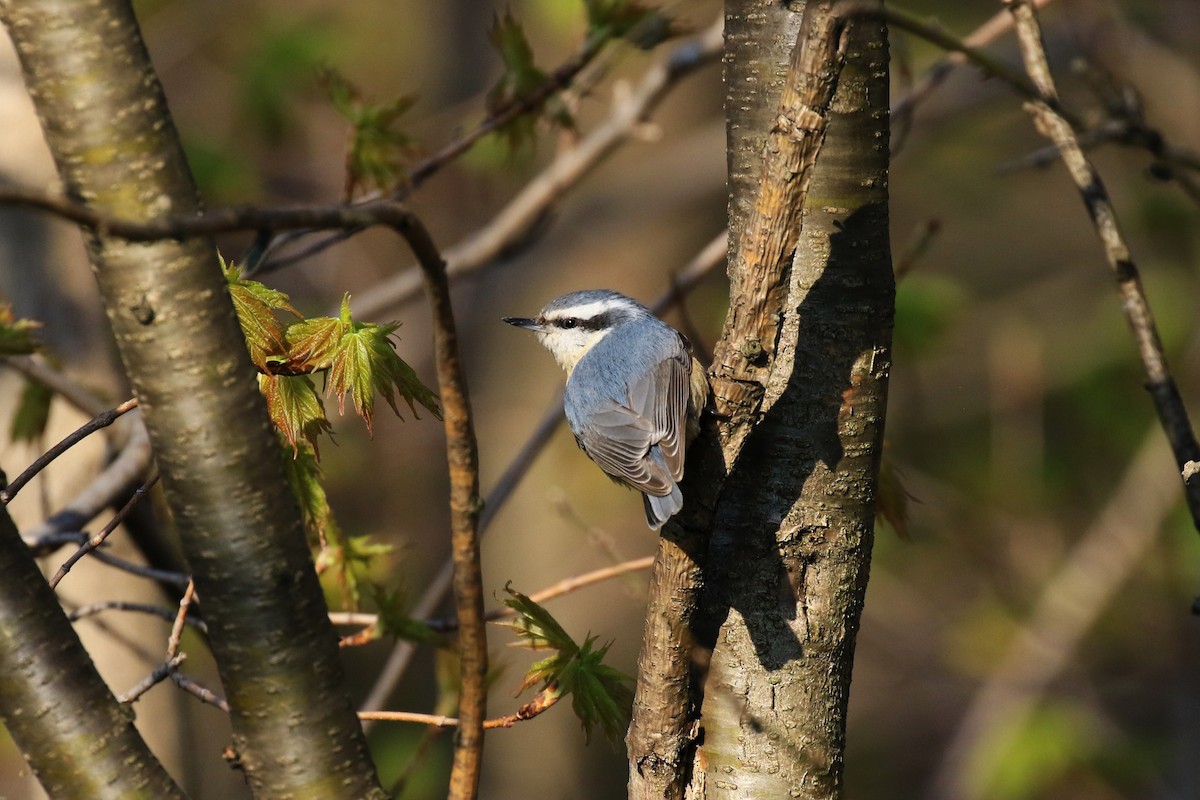 Red-breasted Nuthatch - ML99410881