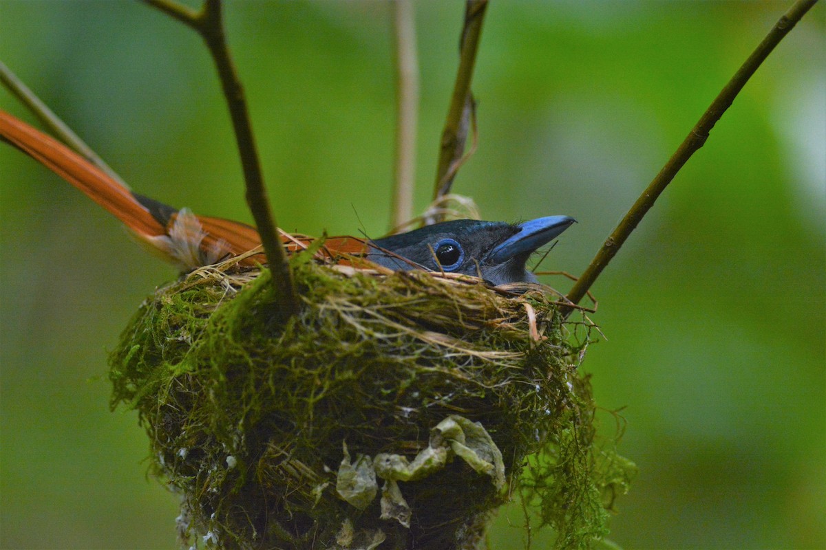 paradise-flycatcher sp. - Vatcharavee Sriprasertsil