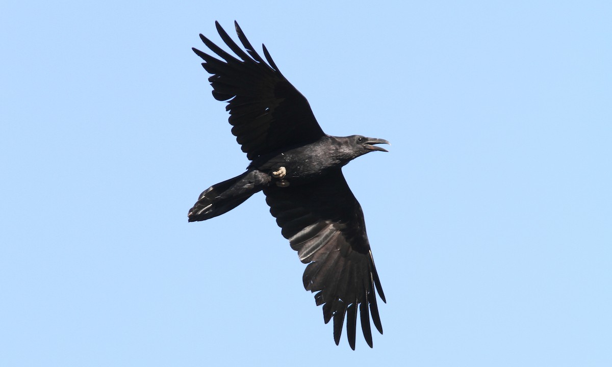 Common Raven - Sean Fitzgerald