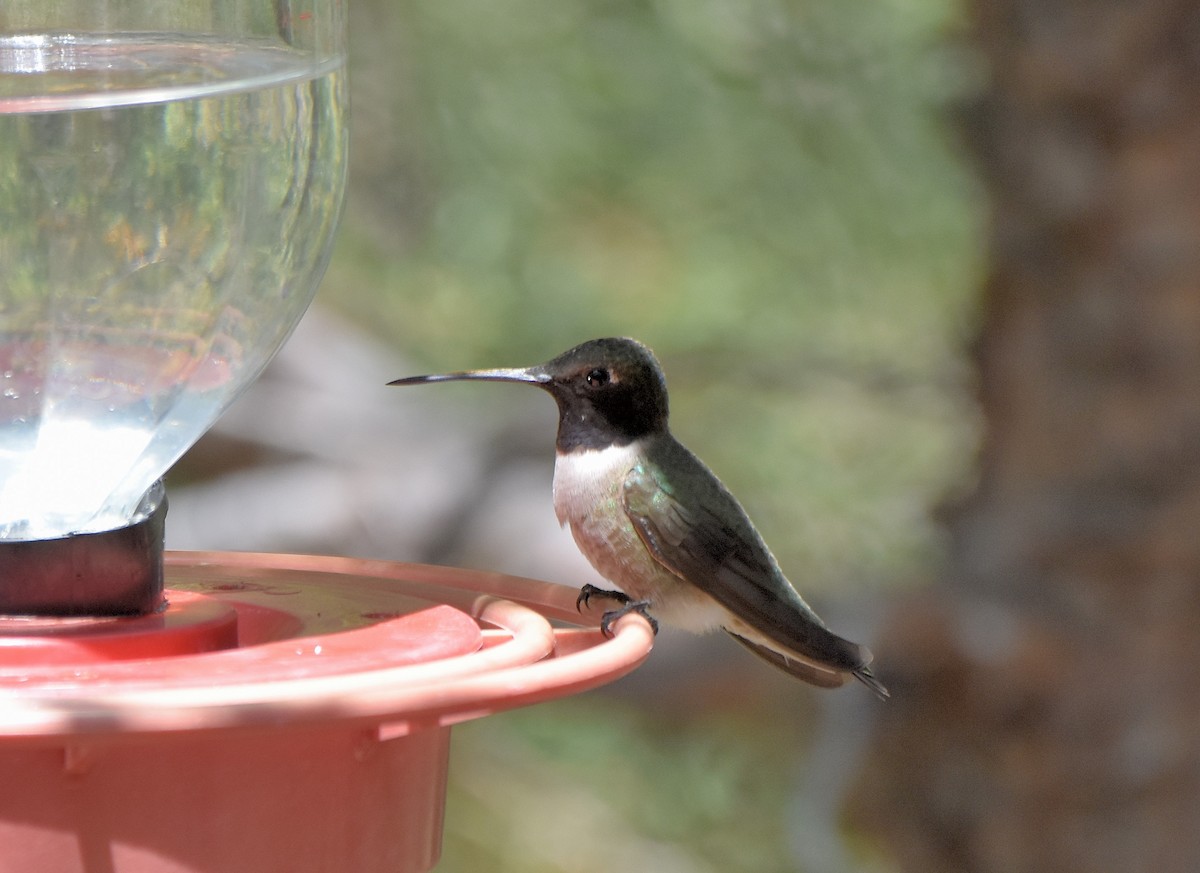 Black-chinned Hummingbird - ML99420201