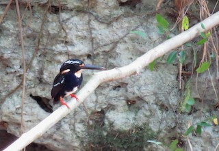  - Northern Silvery-Kingfisher