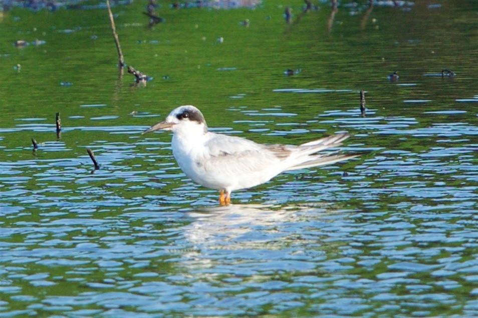 Forster's Tern - Hal Mitchell