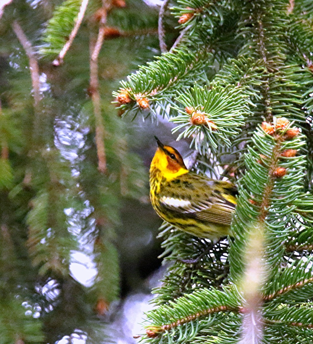 Cape May Warbler - ML99424661
