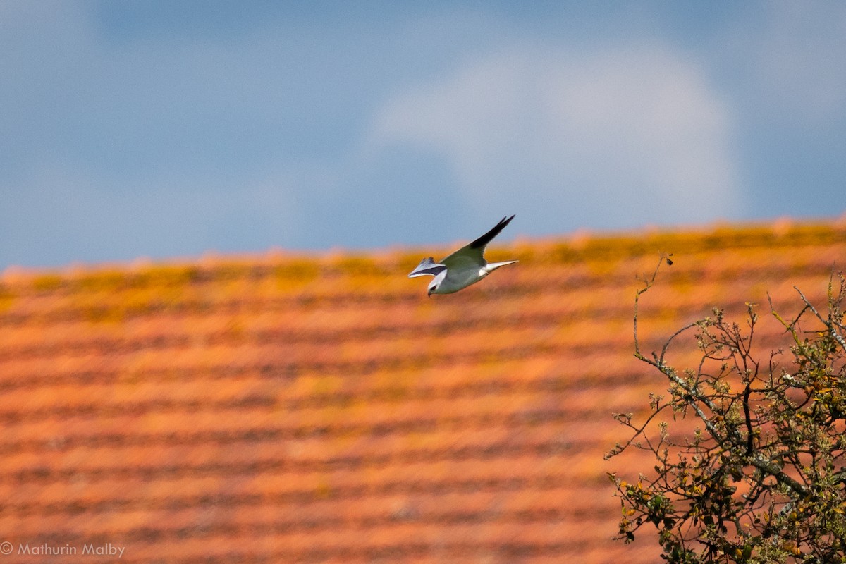 Black-winged Kite - Mathurin Malby
