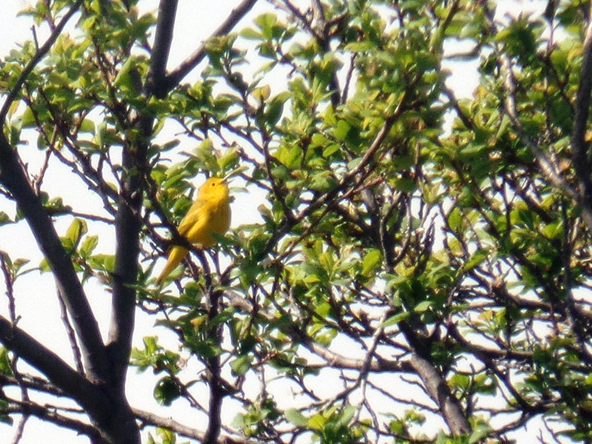 Yellow Warbler - ML99439401