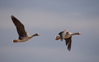 Greater White-fronted Goose, ML99442951