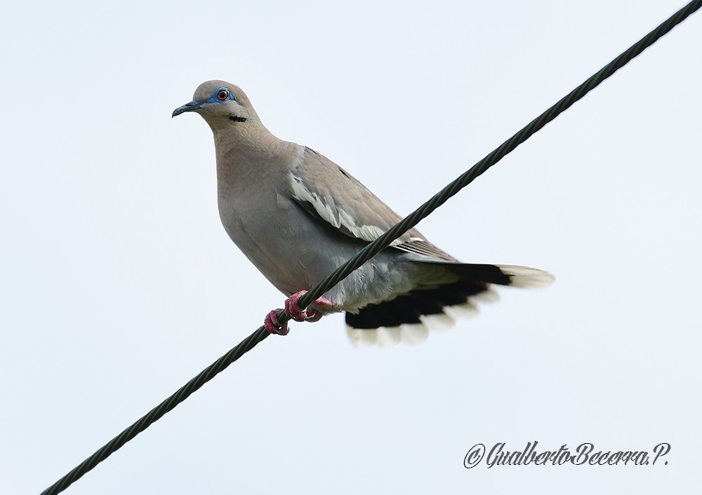 White-winged Dove - Gualberto Becerra