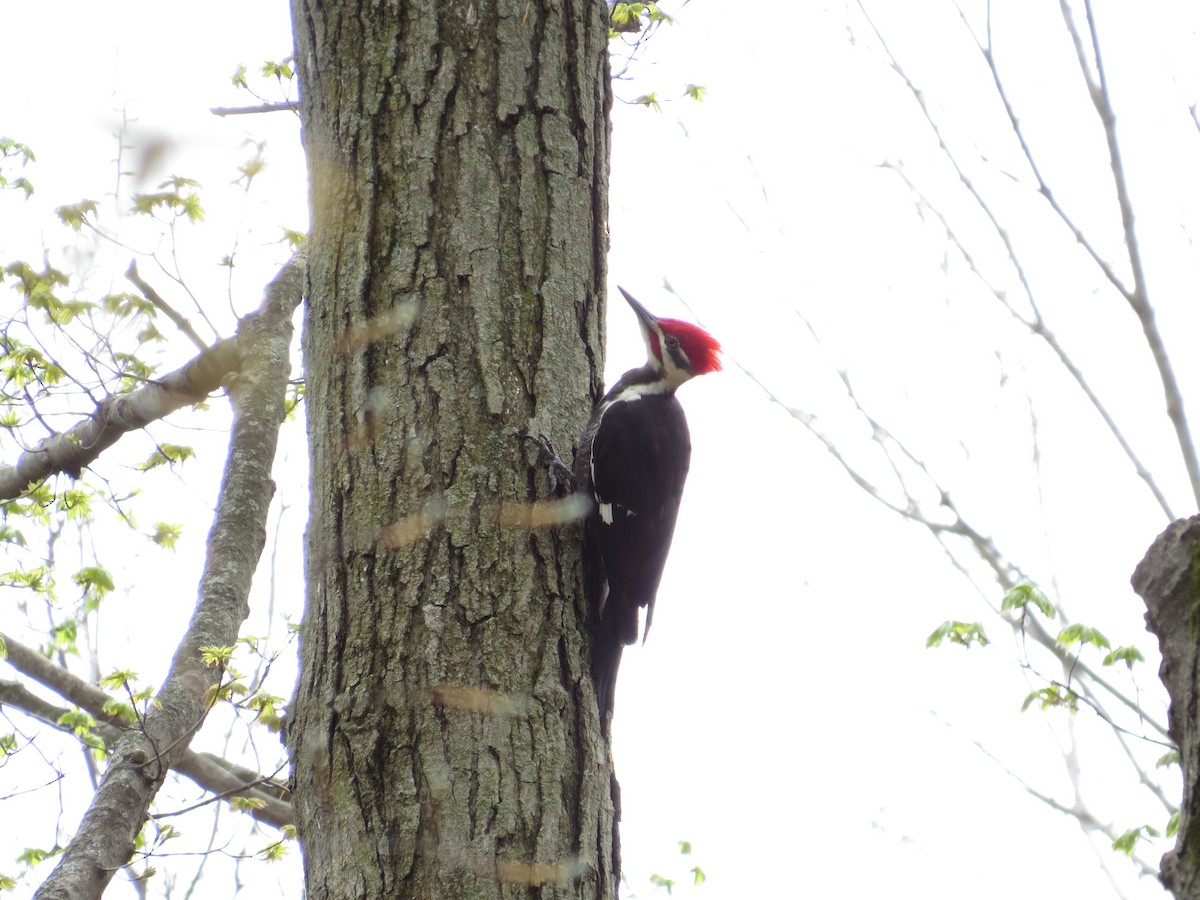 Pileated Woodpecker - Emily Tornga