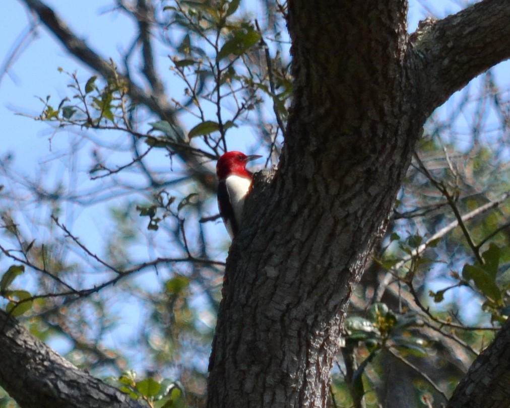 Red-headed Woodpecker - ML99448641