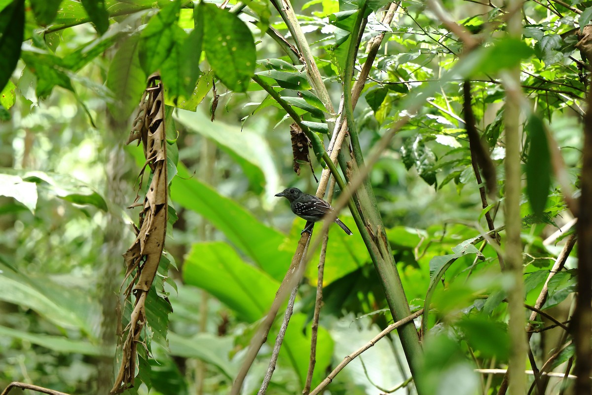 Black-crowned Antshrike - Jorge Moisés Herrera R.