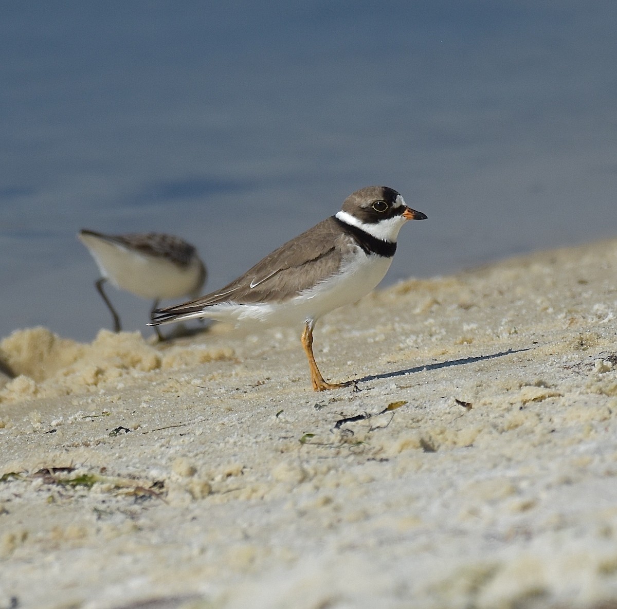 Semipalmated Plover - ML99451201
