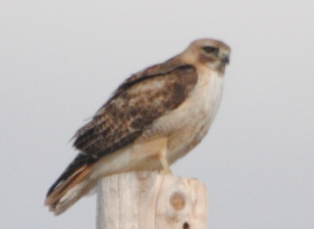 Red-tailed Hawk - ML99451821