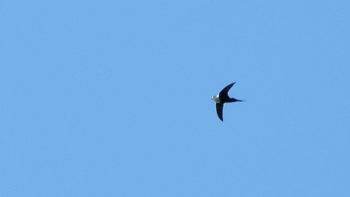 Lesser Swallow-tailed Swift - ML99452591