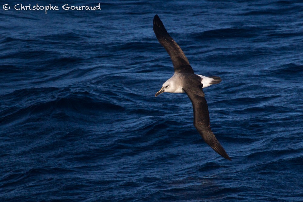 Gray-headed Albatross - ML99453631