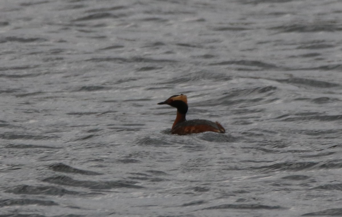 Horned Grebe - Suzanne Fortin