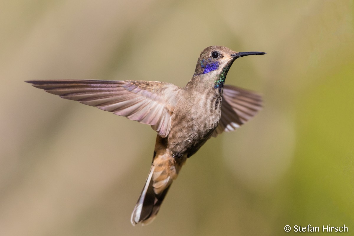 kolibřík fialovouchý - ML99454901