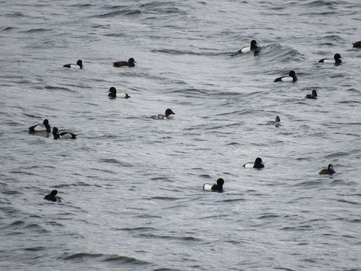 Greater Scaup - ML99455641