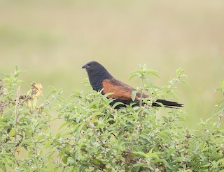  - Black Coucal