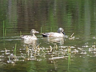 Blue-winged Teal, ML99455891