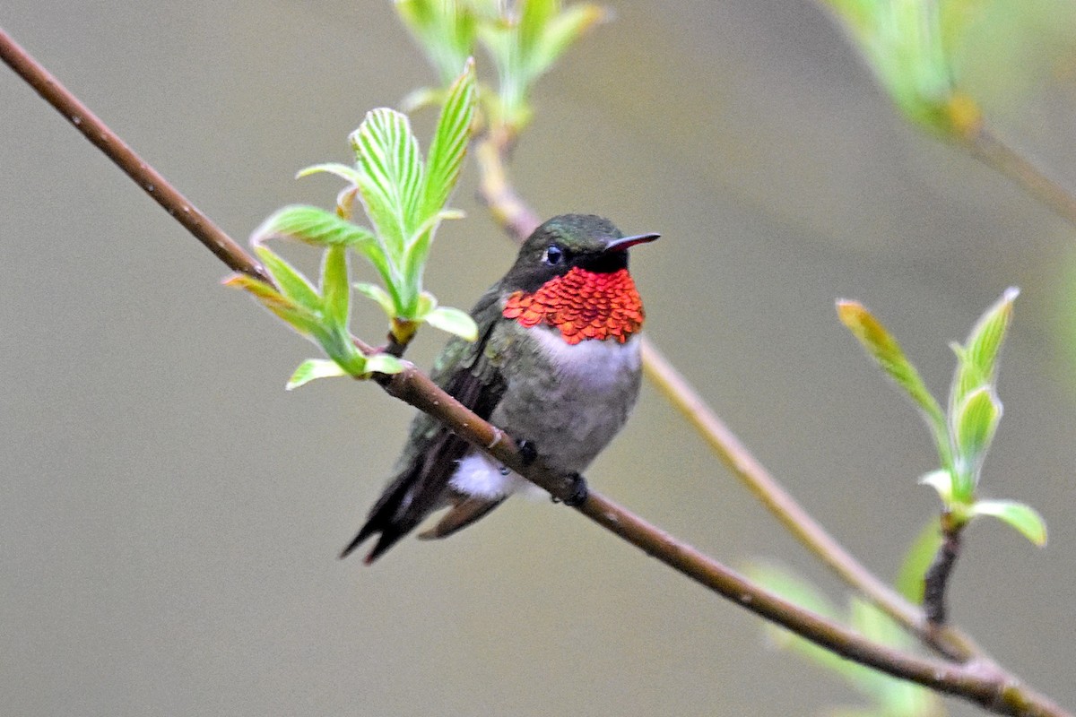 Ruby-throated Hummingbird - ML99456021